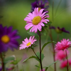 dailyPhoto31